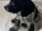 Beautiful cocker spaniel puppies for sale
