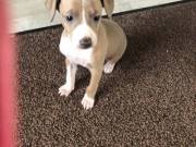 Italian greyhound puppies available