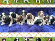English Springer Spaniel Puppies