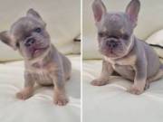 Quality French bulldogs Puppy’s
