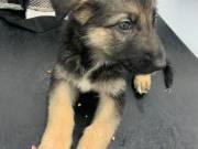German Shepherd Puppies For Sale