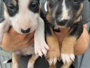 English bullterrier pups for sale