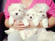 Cute Maltese Puppies For Sale