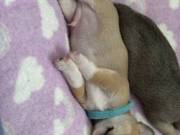 Pomchi puppies