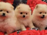 Pomeranian Puppies Available For Sale