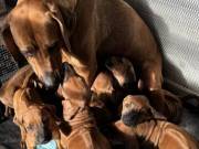 Rhodesian Ridgeback Puppies