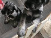 Gorgeous litter of Schnauzer Standard Puppies