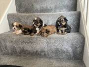 Beautiful shorkie puppies