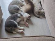 Siberian Husky Puppies For Sale