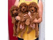  Apricot Toy poodle puppies