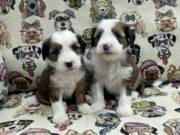 Tibetan terrier puppies.