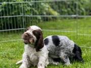 Gorgeous show cocker spaniel puppies