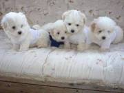 Cotton De Tulear pups 
