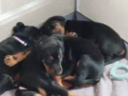 Amazing Doberman puppies