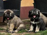 Caucasian Shepherd Puppies for sale
