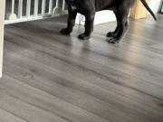  Great Dane puppies