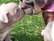 Olde English bulldog Puppies