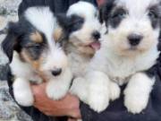 Bearded Collie pups
