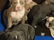 Top Quality Pocket bullies