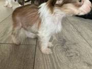 Chinese Crested pups