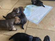 Border Terrier pups for sale. AKC registered