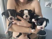 Boston Terrier Puppies for sale