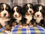 Stunning Bernese Mountain Dog Puppies