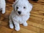 Bichon Frise puppies