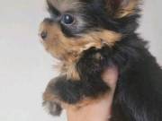 Sweet Yorkie Puppies for Re-homing