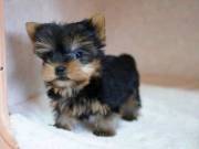 Adorable Teacup AKC Yorkie Puppy for Adoption