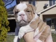 Two English Bulldog Puppies for Adoption