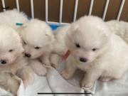 AKC registered Samoyed Puppies
