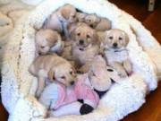Labradoodle Puppies **READY NOW**