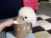   Healthy male and female Pomeranian puppies.text +1(970-208-8554