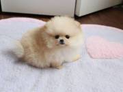   FANTASTIC TEACUP POMERANIAN PUPPIES FOR REHOMING.text +1(970-208-8554