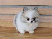    Teacup AKC Male And Female Pomeranian Puppies.text +1(970-208-8554