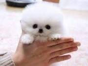  Fine AKC Pomeranian Puppies To Any Good Home.text +1(970-208-8554