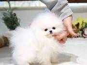  Teddy Bear Pomeranian Puppies Ready.text +1(970-208-8554