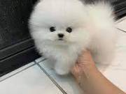  Teddy Bear Pomeranian Puppies Ready.text +1(970-208-8554