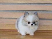  Playful Pomeranian Puppies Ready To Go.text +1(970-208-8554
