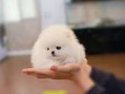  Extremely Beautiful Teacup Pomeranian Puppies.text +1(970-208-8554