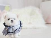   Outstanding Male And Female Teacup Pomeranian.text +1(970-208-8554