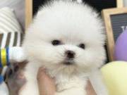  Family Raised Party Pomeranian Puppies Available.text +1(970-208-8554