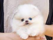  Healthy male and female Pomeranian puppies.text +1(970-208-8554