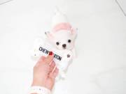 Top Class Smooth Coat Puppies Available