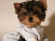 ===teacup Yorkie puppies===text us====(410) 410 2707