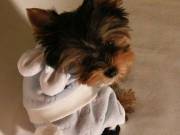 -===Tiny teacup Yorkie puppies===-----f text ..(410) 410 2707