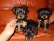 AKC registered teacup Yorkie puppies available for adoption