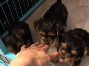 Purebred Yorkie Puppies