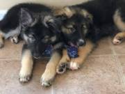 German Shepard Puppies Available for Free Adoption